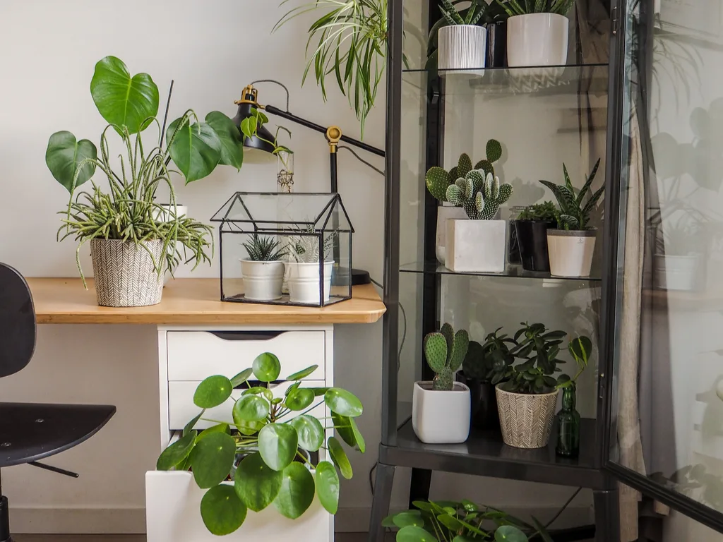 Guide to Having Plants at Home