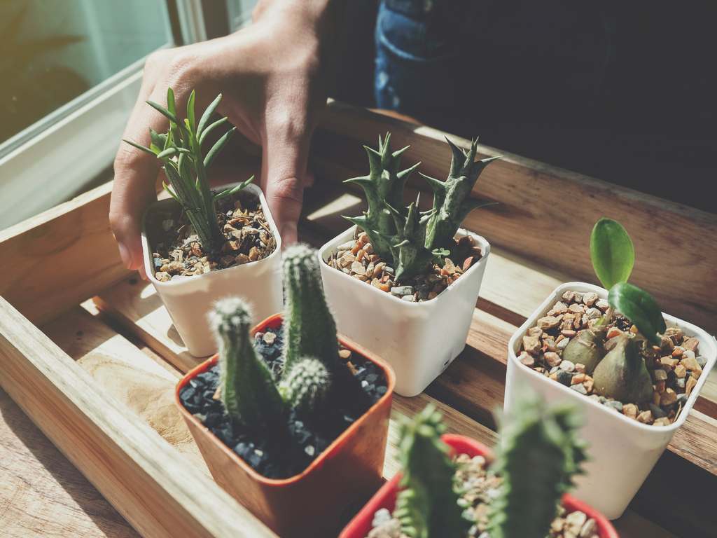 Gardening 101: How to Start a Succulent Garden